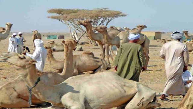 ALADIN SAFARI EXCURSIONS FROM MARSA ALAM